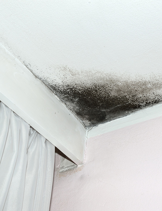 Ceiling mold in home from a roof leak.