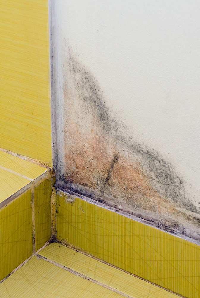 Mold on bathroom wall near old yellow crazed tile.